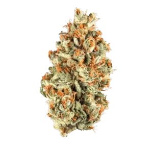 Orange Bud