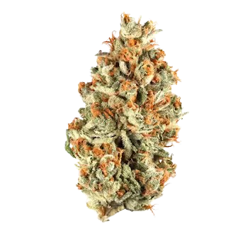 Orange Bud